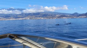 whale watching boat tenerife