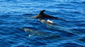 boat tour whale tenerife